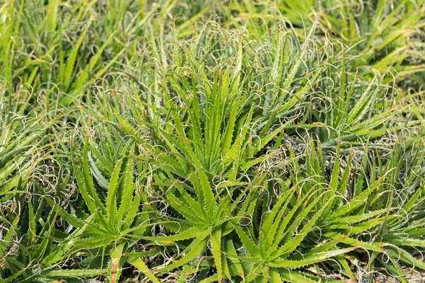 Bromeliaceae planta verde con hojas espinosas que crecen en sol fuerte, Australia del Sur — Foto de Stock