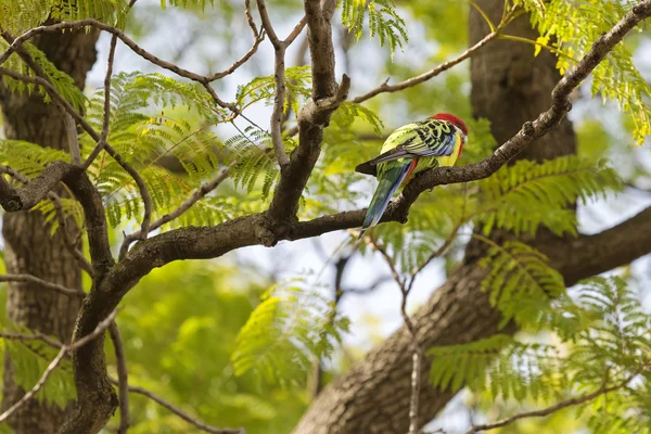 Eastern Rosella bird resting on tree branch during Autumn, South Australia — Stock Photo, Image