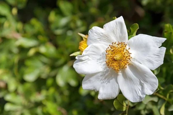 Fiore di Rosa Briar dolce in fiore bianco in giardino — Foto Stock