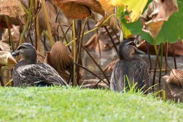 Pacific Black Duck, kaczek Anatinae, siedząc na zielonej trawie — Zdjęcie stockowe