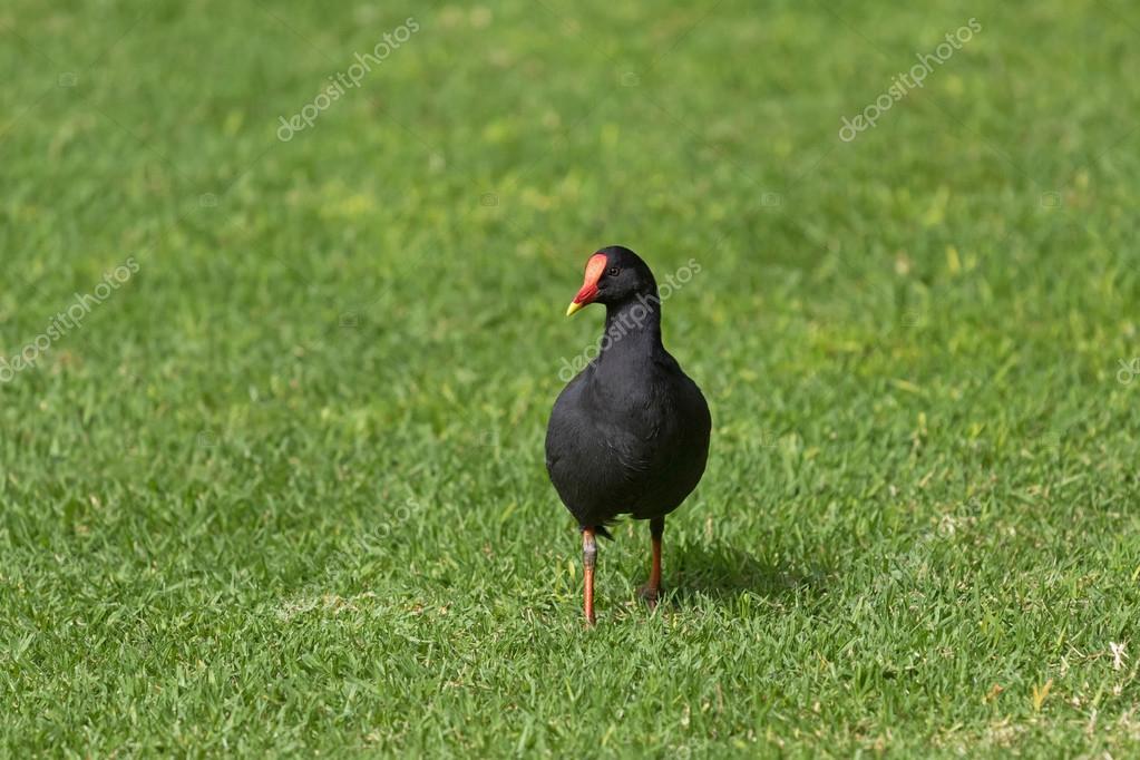 Oiseau Jeune Gallinule Sombre Avec Bec Rouge à Extrémité
