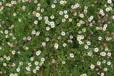 Santa Barbara daisy, İspanyol papatya çiçekleri beyaz, pembe yeşil çimenlerin üzerinde büyüyen
