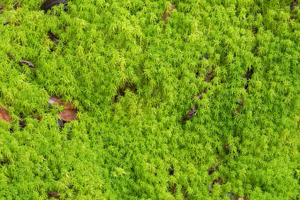 Текстура свежего зеленого торфяного мха, Sphagnum Moss растет в лесу — стоковое фото