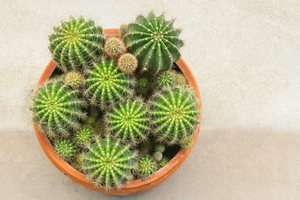 Vista superior de una maceta llena de cactus planta suculenta, Gymnocalycium — Foto de Stock