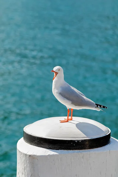 Gümüş martı seabird ayakta beyaz ahşap direğe Sydney Harbour, çığlık — Stok fotoğraf