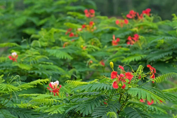 Flores rojas de Cesalpinia con fondo borroso, Tailandia, Asia — Foto de Stock