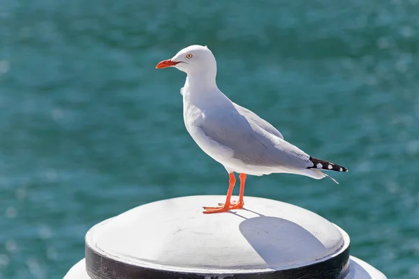 Beyaz ahşap direğe Sydney Harbour, ayakta martı seabird gümüş — Stok fotoğraf