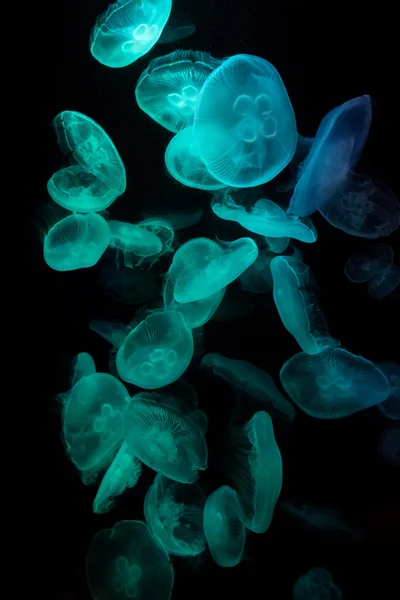 Dark aquarium full of Illuminated Moon Jellyfish on dark background — Stock Image Dark aquarium full of Illuminated Moon Jellyfish on dark background Stock Photo
