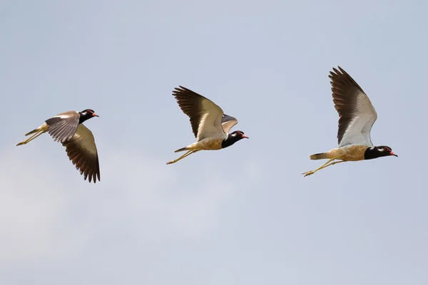 Red-wattled Lapwing w locie, ptak z czerwonym Wattle pływające — Zdjęcie stockowe