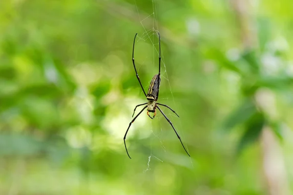 Enorme araña tejedora de seda dorada colgando de su tela —  Fotos de Stock