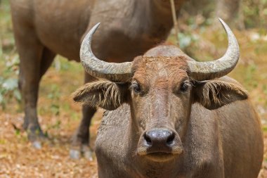 Tayland kahverengi yerli Asya Su Buffalo Closeup headshot