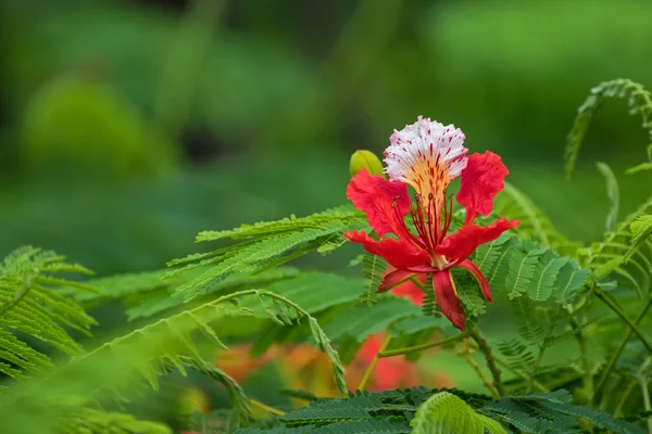 Primer plano de las flores rojas del pavo real de Cesalpinia con fondo borroso — Foto de Stock