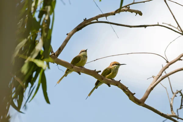 Двоє птахів, які їдять зелені бджоли, влітку на гілці дерев — стокове фото