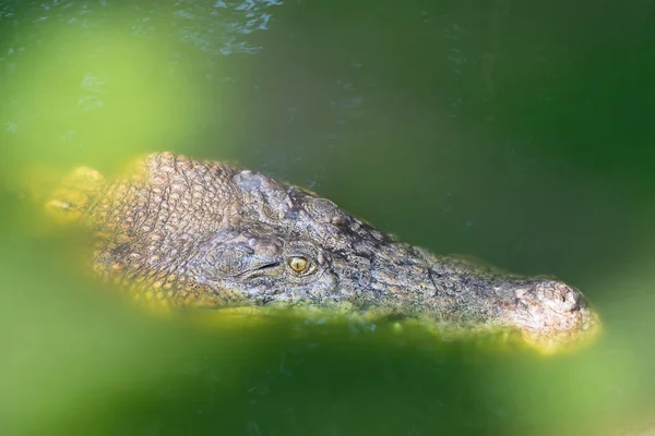 Headshot of Saltwater Crocodile floating around in green water — Stock Photo, Image