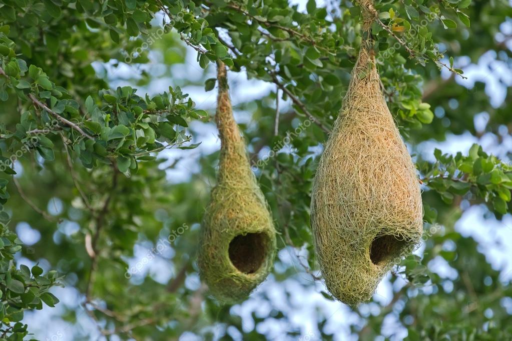Weaver Birds Nests In Trees