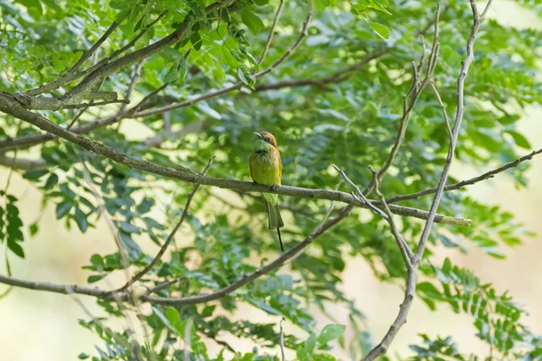Маленький зелений птах, що їсть бджолу в жовтому кольорі на гілці дерева — стокове фото