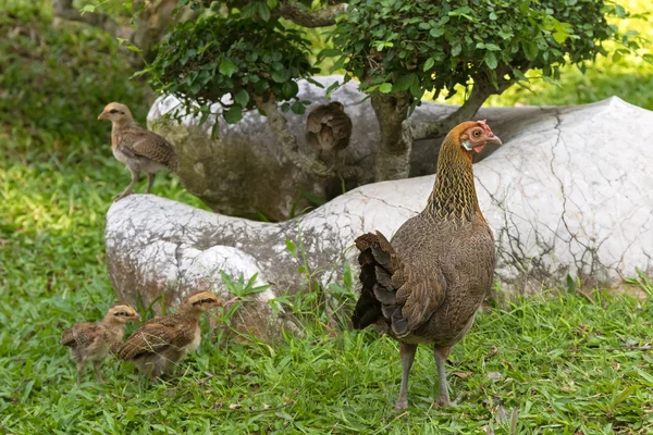 Galinha com sua pequena família de galinha perto no jardim, Tailândia — Fotografia de Stock