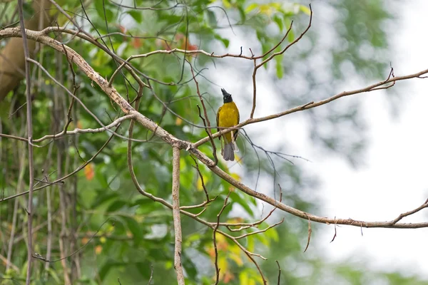 Чорношкірий бульбашковий птах у чорно-жовтому кольорі на гілці дерева — стокове фото