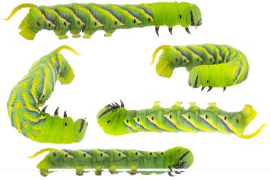 Farklı pozisyonlarda ölüm baş hawkmoth Yeşil Tırtıl