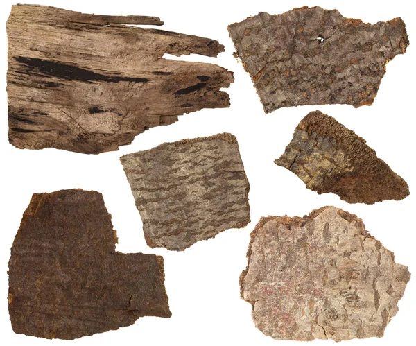 Collage set of dried bark and parts of pine tree trunk isolated on white — Stock Photo, Image