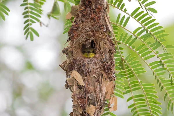 Lindo bebé de pajarito de vientre amarillo con espalda de olivo mirando desde el nido — Foto de Stock