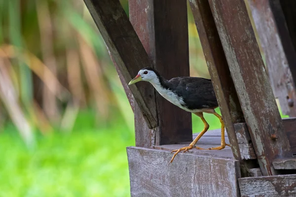 Aves aquáticas Waterhen de peito branco saem da varanda de madeira — Fotografia de Stock