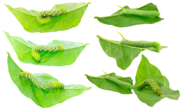 Groene rups van death's Head death's vlinders op groene bladeren — Stockfoto