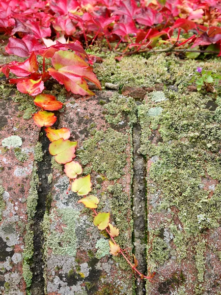 Climbing plant, Ivy leaves, green moss, pixie cup lichen on brick — Stock Photo, Image