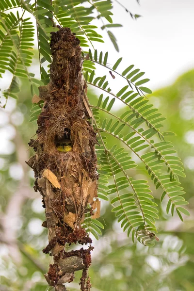 Ulivo dalla pancia gialla sunbird bambino guardando fuori dal suo nido — Foto Stock