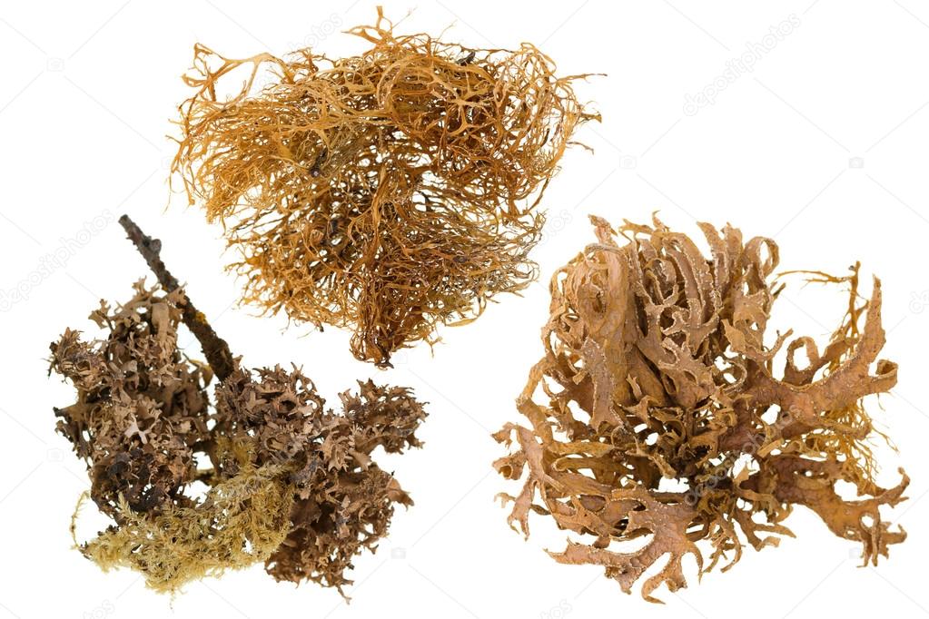 Set of dried piece of lichen in brown color isolated on white