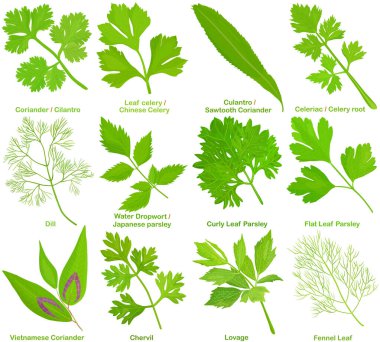 Aromatik Herb 'ün taşıyıcısı, yapraklar. Kişniş Cilantro Kereviz Culantro Kereviz Dill Maydanoz Chervil Lovage Fennel Yaprağı. Sağlıklı malzemeler. Beyaz arkaplanda izole edilmiş renkli yemek çizimleri