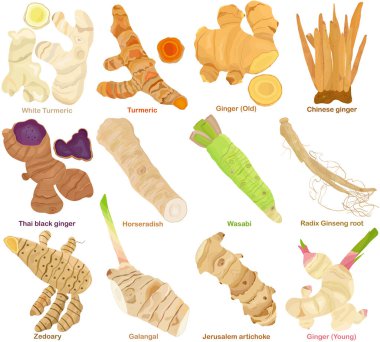 Aromatik Herb Rizomu 'nun taşıyıcısı, kök. Farklı zerdeçal, Ginger, Galangal, Ginseng, Wasabi, Yabanturpu. Sağlıklı malzemeler. Beyaz arkaplanda izole edilmiş renkli yemek çizimleri