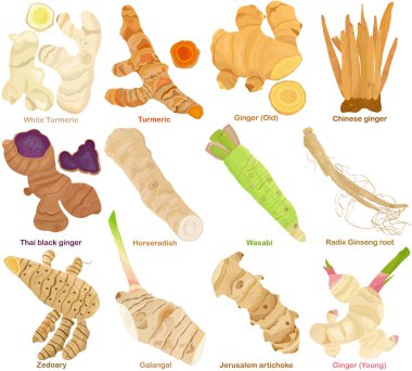 Vector of aromatic culinary Herb rhizome, root. Different Turmeric, Ginger, Galangal, Ginseng, Wasabi, Horseradish. Healthy ingredients. Colorful set of food illustration isolated on white background clipart