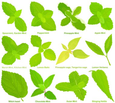 Kokulu aromatik bitki tohumu, sebze, nane şekeri, limon yağı, adaçayı, limon verbena, cadı fındığı, ısırgan otu. Sağlıklı malzemeler. Beyaz arkaplanda izole edilmiş renkli yemek çizimleri