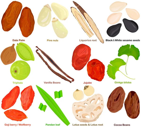 Vector Hierbas Aromáticas Culinarias Diferentes Frutas Raíces Semillas Hojas Palmera — Archivo Imágenes Vectoriales
