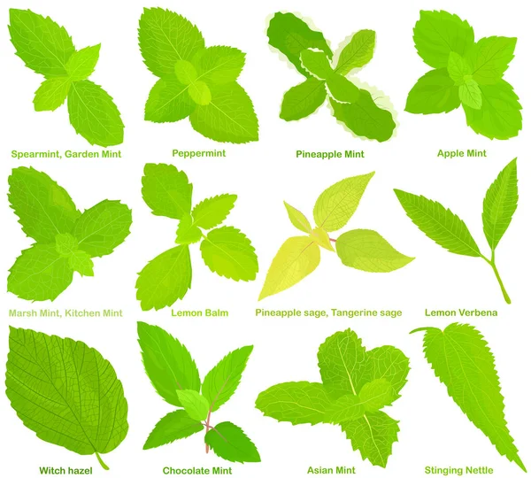 Vector Hierbas Aromáticas Culinarias Vegetales Menta Diferente Bálsamo Limón Salvia — Archivo Imágenes Vectoriales