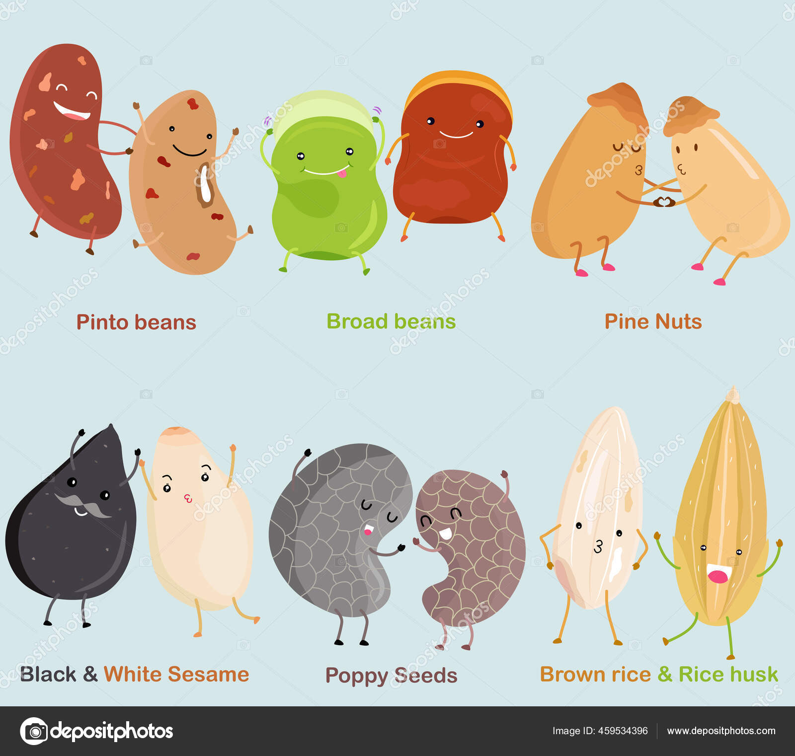 Vector Bean Nut Seed Pinto Bean Broad Bean Pine Nut Stock Vector Image by ©sasimoto 459534396