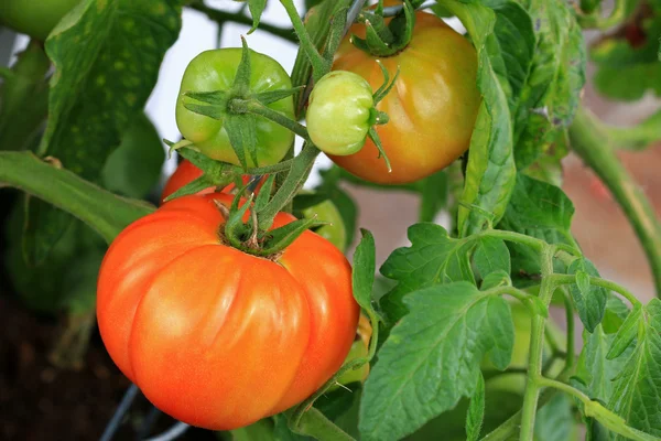 Tomate casero en Europa — Foto de Stock