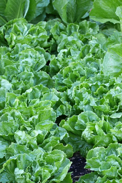 Endive Salada folhas no jardim — Fotografia de Stock