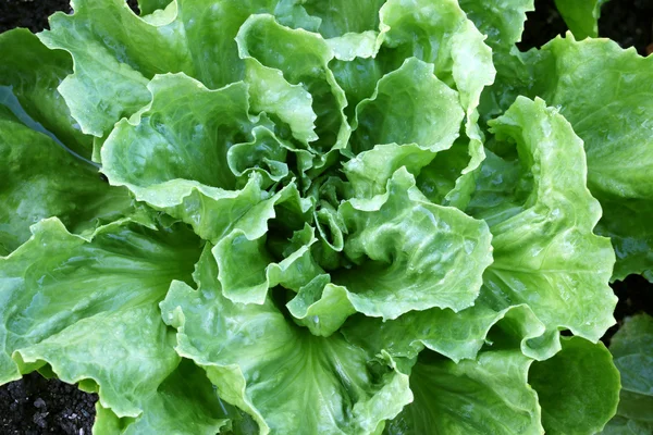 Endiviensalatblätter im Garten — Stockfoto