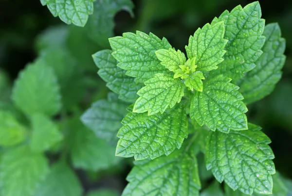 Färsk citronmeliss i trädgården — Stockfoto