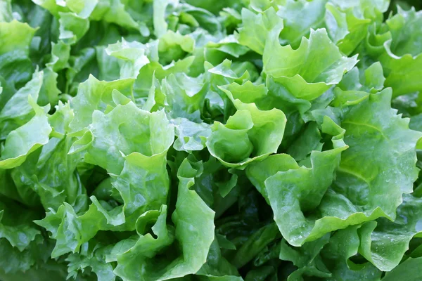 Andijvie salade bladeren in de tuin — Stockfoto