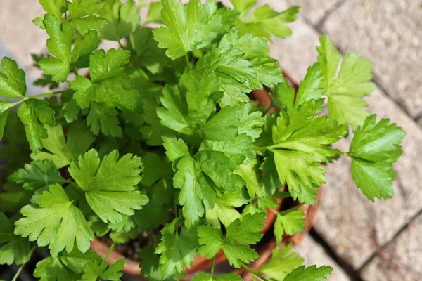 Flat-leaved Parsley in a pot — Stock Photo, Image