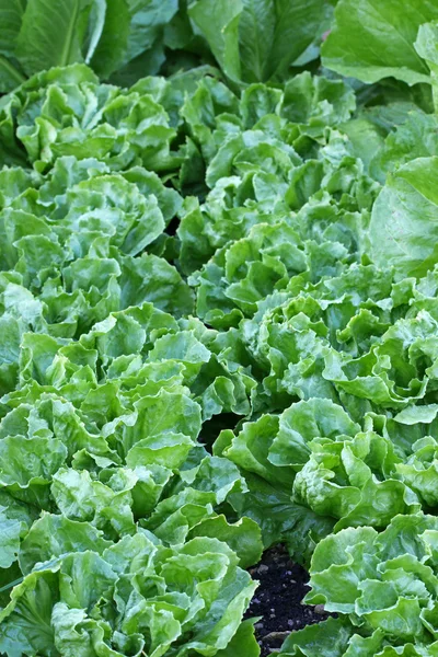 Endive Salad leaves in the garden