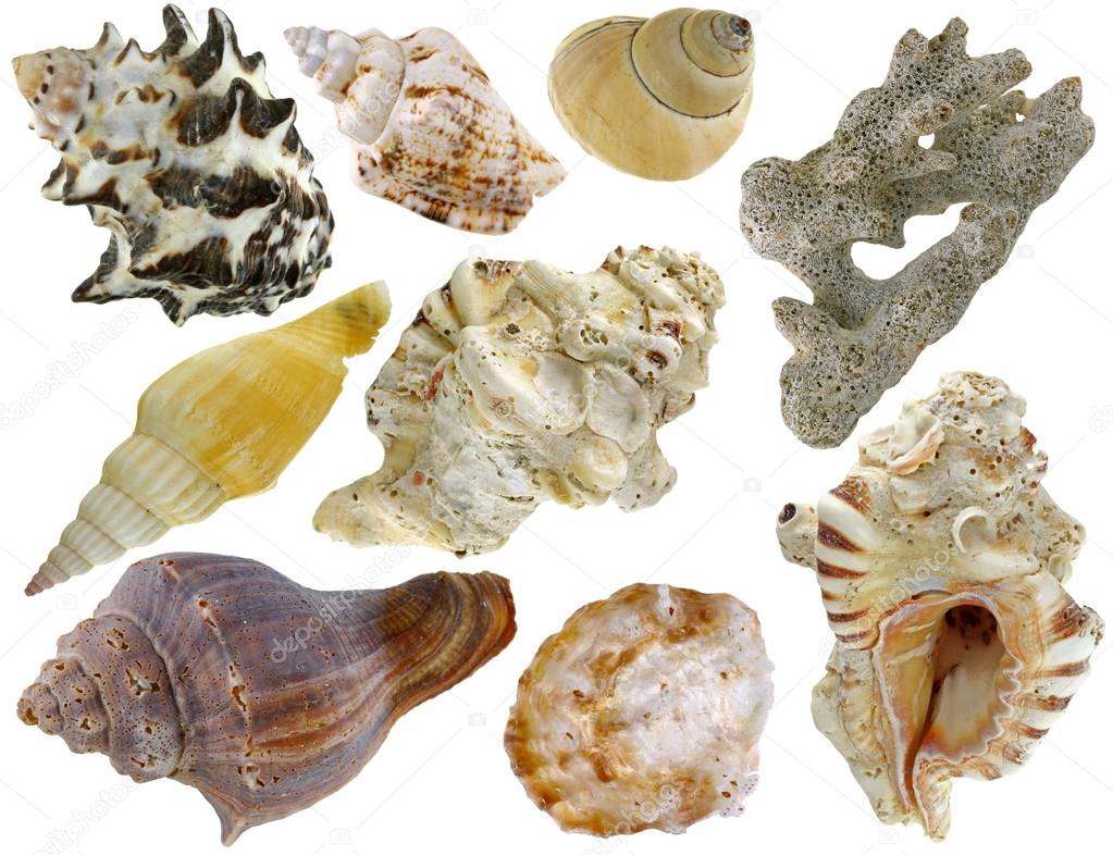 A collection of sea shells