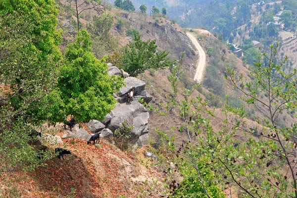 Berggeiten staande op een rots — Stockfoto