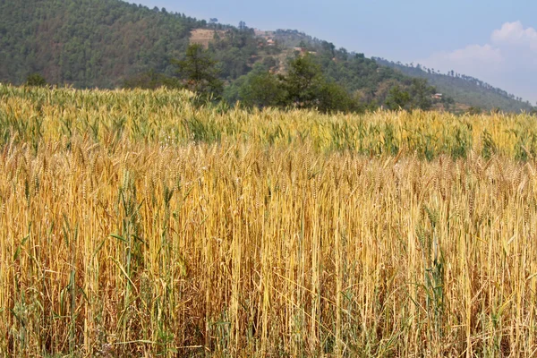 Campo de trigo junto a la montaña en Sanga, Nepal — Foto de Stock