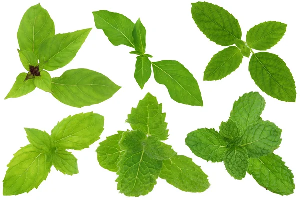 Un groupe de feuilles de basilic et de menthe isolées sur blanc — Photo