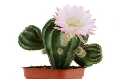 Kaktüs çiçeği (Echinopsis eyriesii)