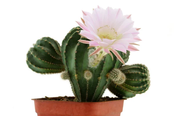 Flor de cacto (Echinopsis eyriesii ) — Fotografia de Stock